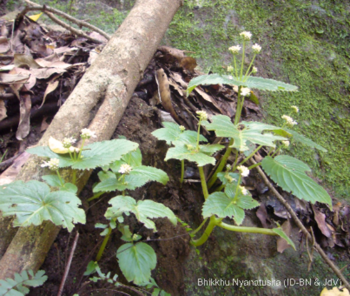 Epithema ceylanicum Gardner 